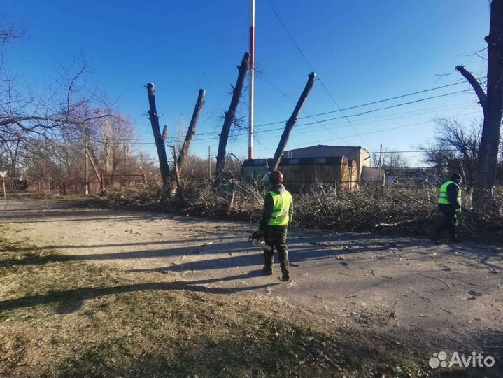Спил деревьев
