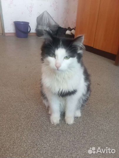 Кошка, и кот