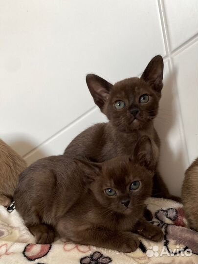 Котята европейской бурмы
