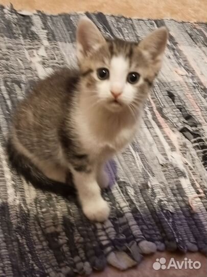 Котенок в дар мальчик