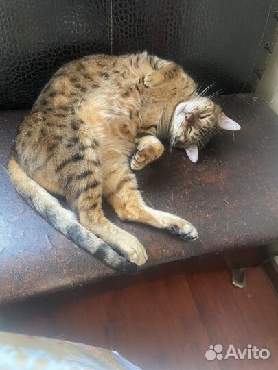 Кошки в добрые руки