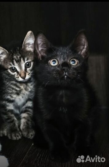 Черный котенок девочка 3 мес привита