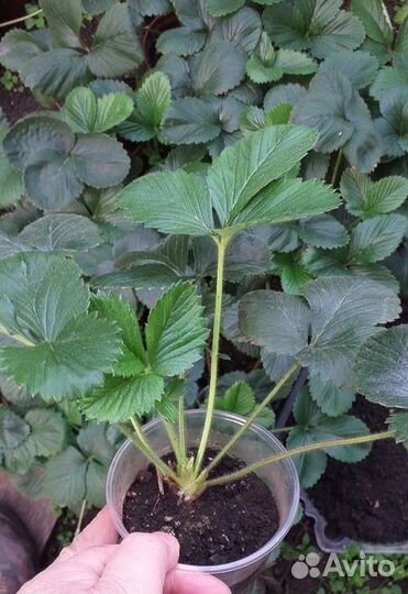 Рассада ремонтантной клубники осенняя забава