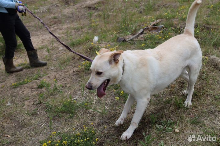 Белая собака