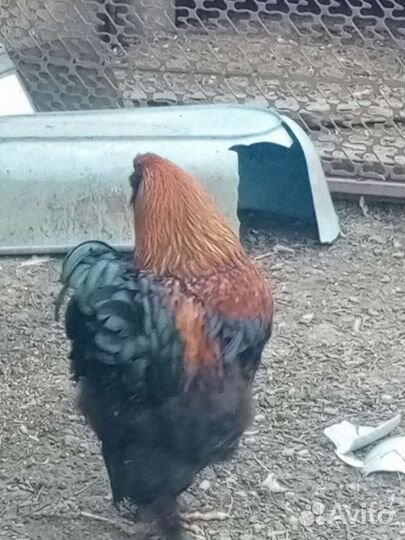 Петухи породы брама