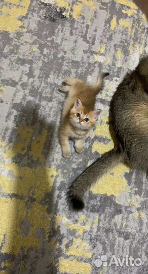 Котята золотая шиншилла