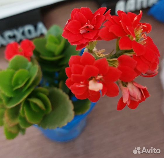 Каланхоэ (красный)