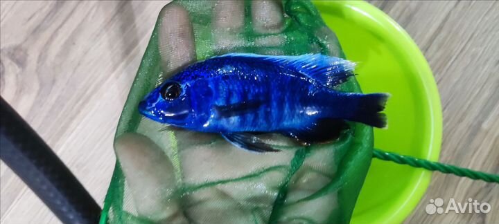 Хаплохромис васильковый