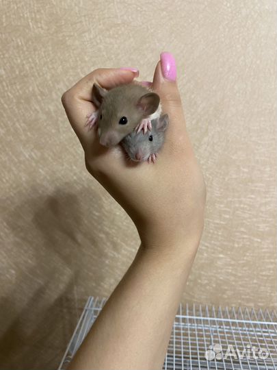 Крыса дамбо сфинкс крысята