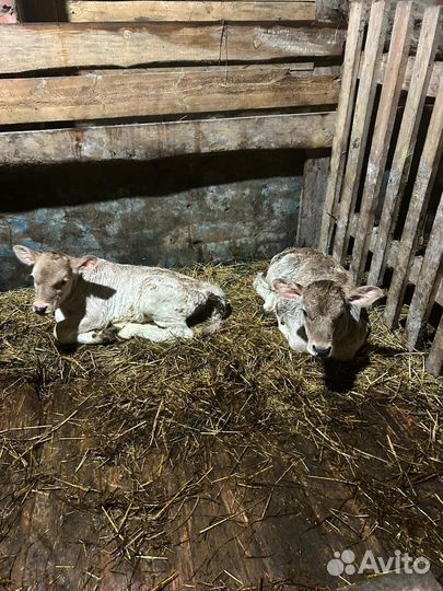 Бычки и тёлочки разные