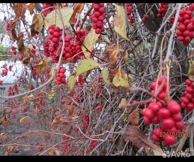 Лимонник китайский саженцы