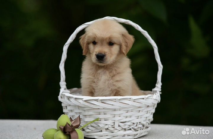 Щенки золотистого ретривера. Американского типа