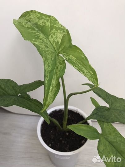 Сингониум Моттлед