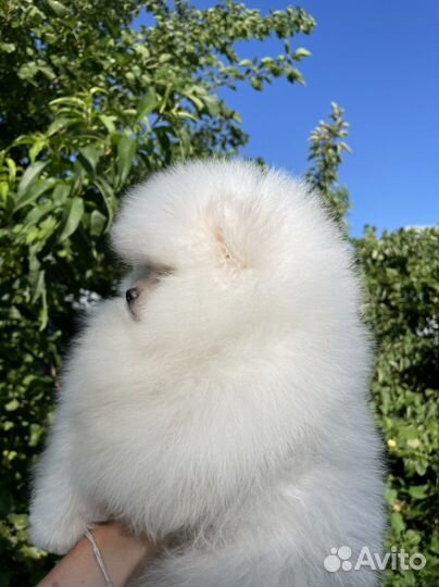 Белоснежный мальчик голубоглазый эксклюзив