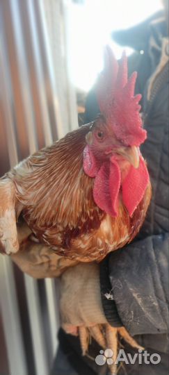 Яйцо инкубационное. Микс