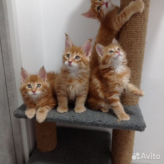 Котята мейн-кун