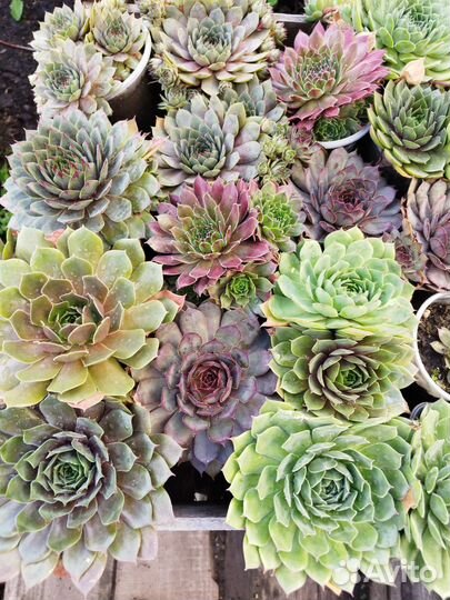 Молодило сортовые