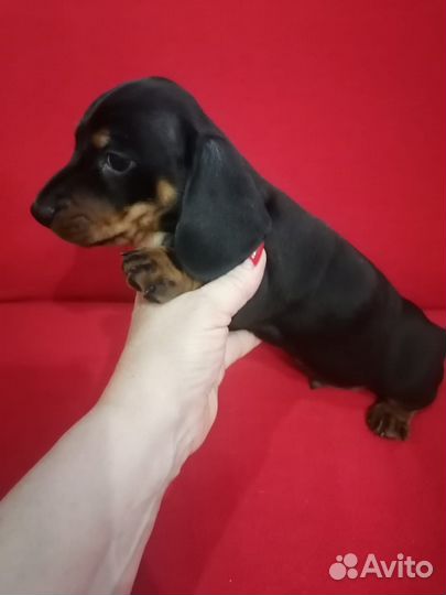 Кроличья такса