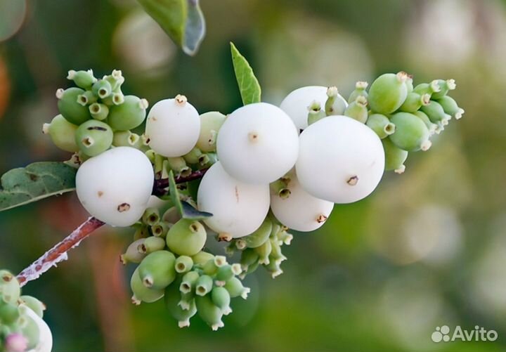 Снежеягодник