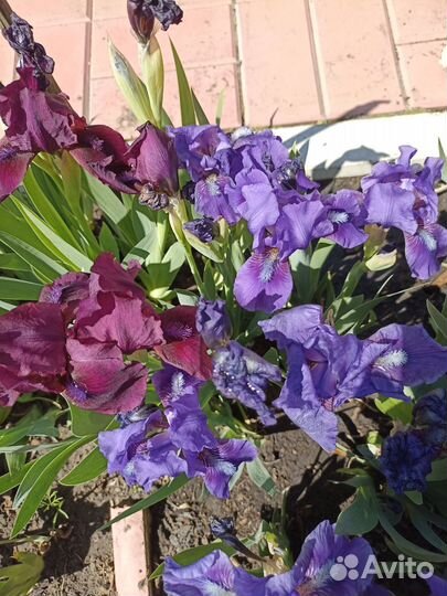 Ирис бордюрный, мелкий