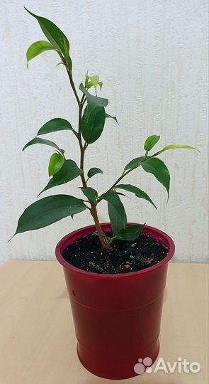 Фикусы три вида