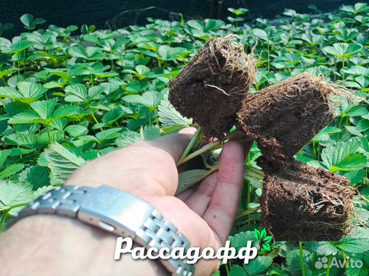 Рассада клубники. Опт от 64 шт