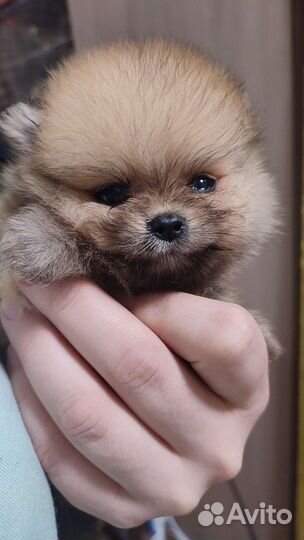 Шпиц померанский