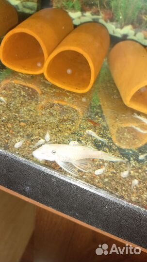 Анциструс white snow l144