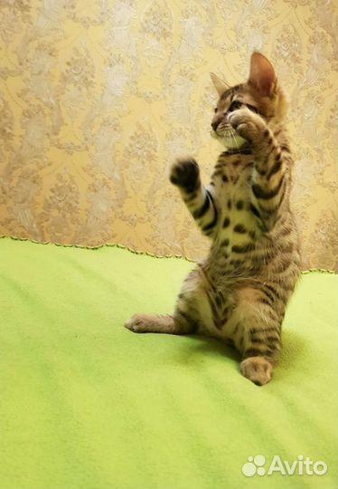 Бенгальские котята
