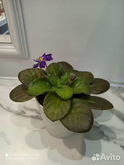 Фиалка ек Шахматный король