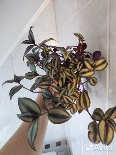 Традесканция зебрина