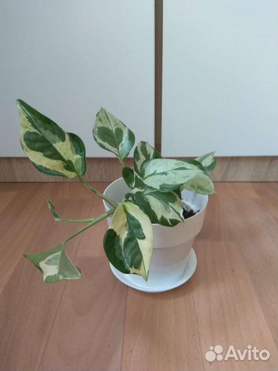 Эпипремнум (Сциндапсус н джой)