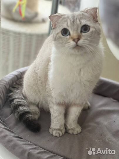 Шотландская кошечка