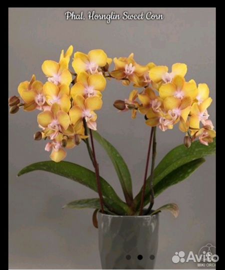 Орхидея фаленопсис а-ля Лас Вегас