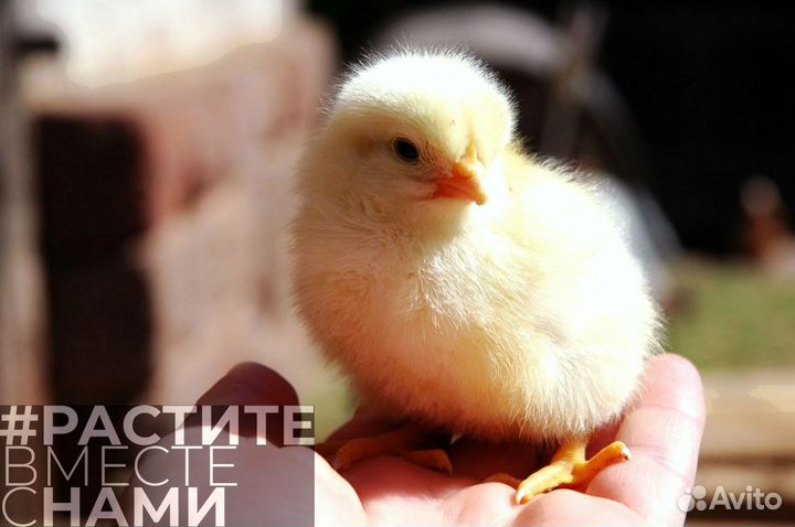 Комбикорм пк5 рост для бройлеров