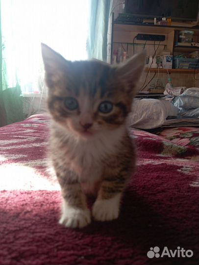 Кошка в дар бесплатно