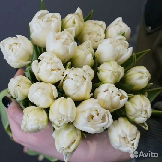 Тюльпаны пионовидные розница, белые к 8 марта