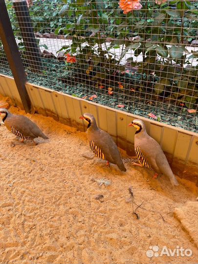 Яйца павлина и фазанов