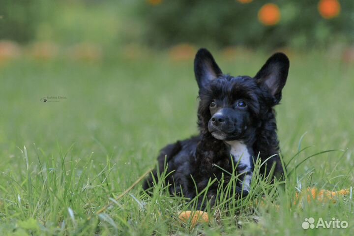 Черный мишка