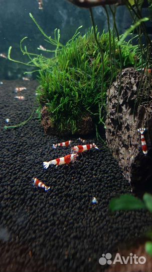 Аквариумные Креветки Caridina,Neocaridina