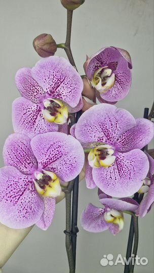 Орхидея Сиена