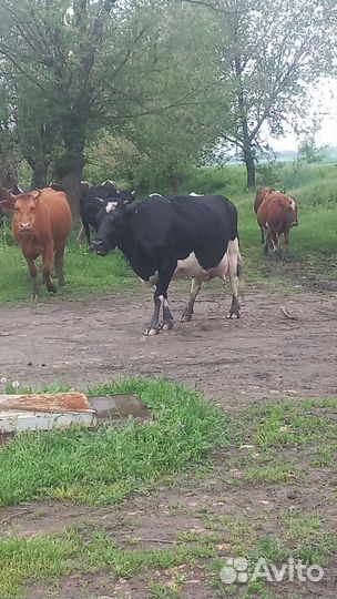 Коровы дойные молочные