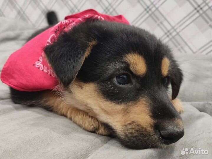 Щеночек-колобочек в добрые руки