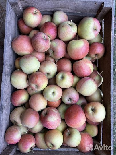 Яблоки Фуджи