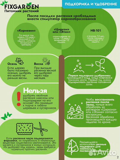 Спирея билларда Высота от 25см