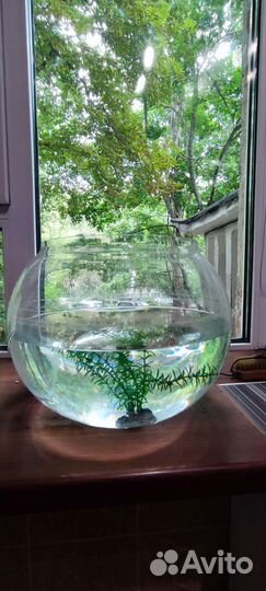 Флорариум-аквариум