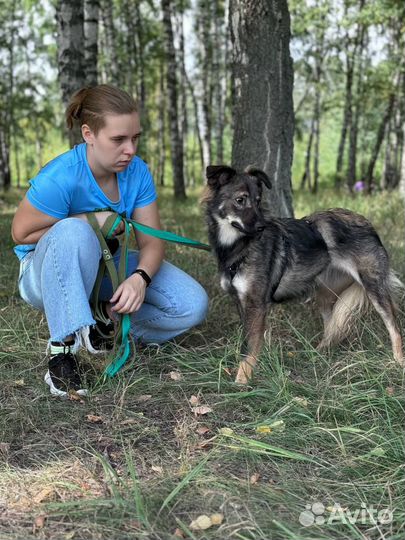 Гренка-щенок-подросток из приюта ищет дом