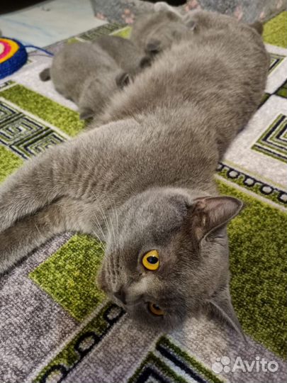 Кошка британка