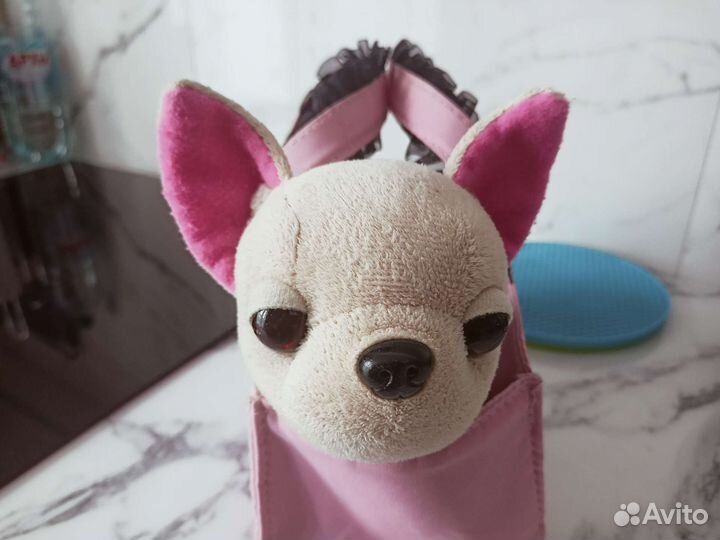 Собака чичилав