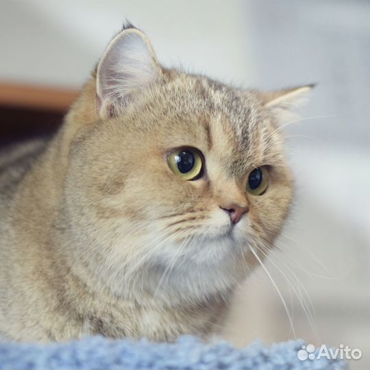 Шотландская прямоухая кошечка (скоттиш-страйт)